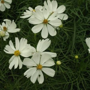 Phlox subulata 'White Delight' (9cm Pot)