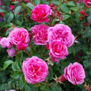 Rosa 'Flower Carpet Pink' (Climber) 5L