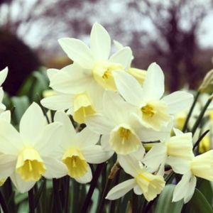 Daffodil Narcissus 'Sailboat' (9cm Pot)