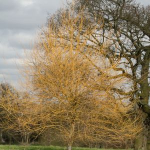 Salix alba 'Hutchinson's Yellow' 12L