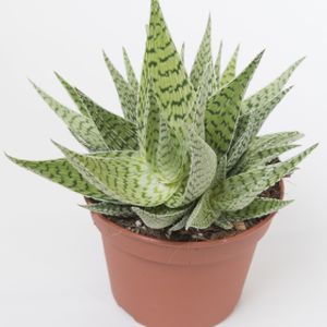 Aloe rauschii 'Demi' (12cm Pot)