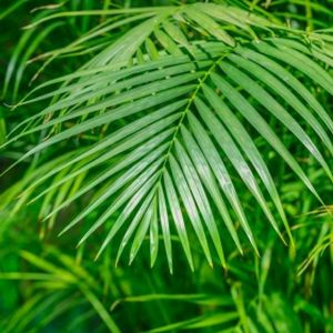 Areca Palm Dypsis lutescens (AGM) (10.5cm Pot)