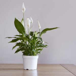 Peace Lily Spathiphyllum 'Senseo Cupido Air So Pure' (17cm Pot)