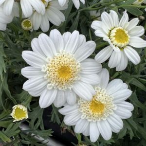 Argyranthemum 'Crested White' 1L