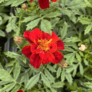Marigold (French) Red Multi-Pack