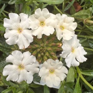 Verbena 'White Blush' (9cm Pot)