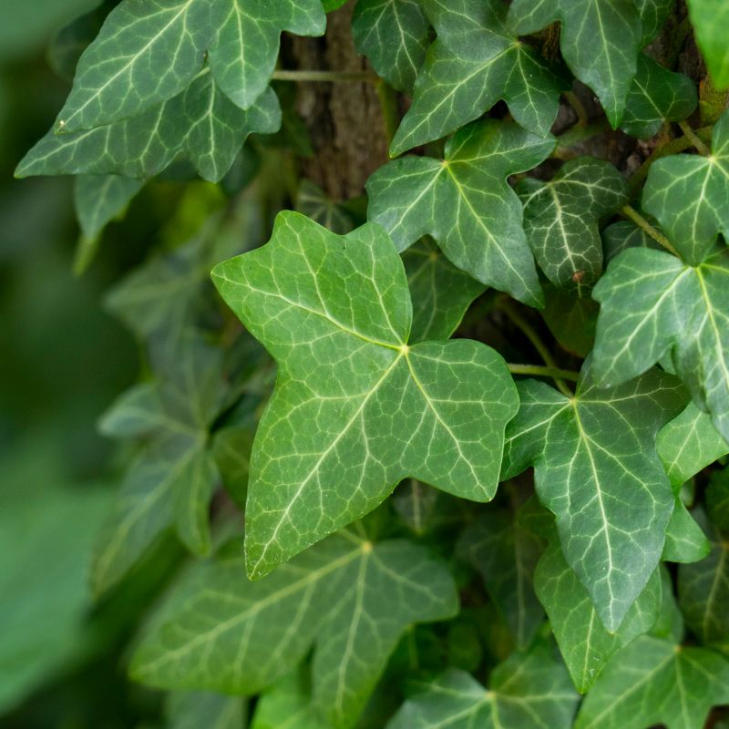 Ivy Hedera helix 'Air So Pure' (Mixed) (8.5cm Pot) - Coolings Garden Centre