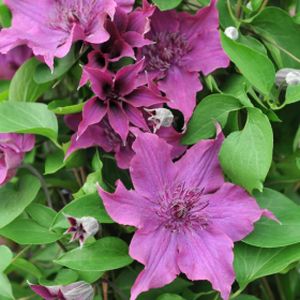 Clematis 'Guiding Promise' (syn 'Evipo053') 3L