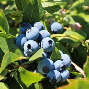 Blueberry Vaccinium 'Bluecrop' 2L