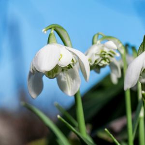 Snowdrop Galanthus nivalis 'Flore Pleno' (AGM) 1L
