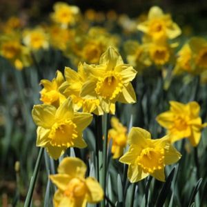 Daffodil Narcissus 'Dutch Master' 1L