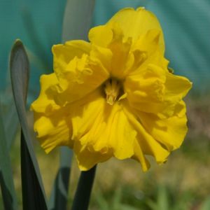 Daffodil Narcissus 'Gold Disc' 1L