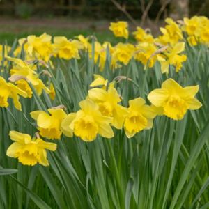 Daffodil Narcissus 'King Alfred' 1L