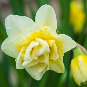 Daffodil Narcissus 'Primrose Beauty' 1L