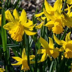 Daffodil Narcissus 'February Gold' (9cm Pot)