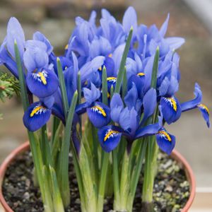 Iris reticulata 1L