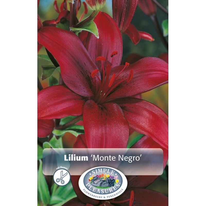 Simple Pleasures Lilium Asiatic Monte Negro