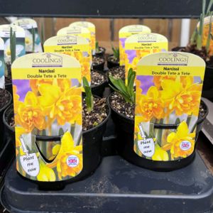 Daffodil Narcissus 'Tête-à-Tête' Double 1L