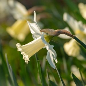 Daffodil Narcissus 'Elka' 1L