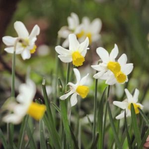 Daffodil Narcissus 'Jack Snipe' (AGM) 1L