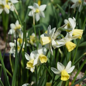 Daffodil Narcissus 'Lemon Sailboat' 1L