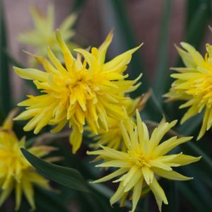 Daffodil Narcissus 'Rip Van Winkle' Potted Bulb 1L
