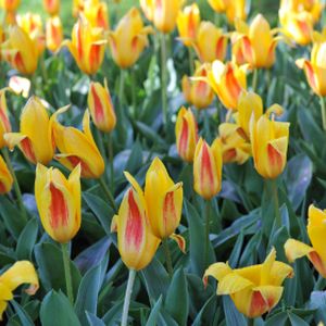Tulip Tulipa 'Giuseppe Verdi ' 1L
