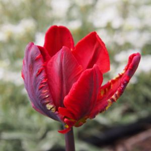 Tulip Tulipa 'Rococco' 1L