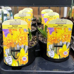 Daffodil Narcissus 'Tête-à-Tête' Double (9cm Pot)