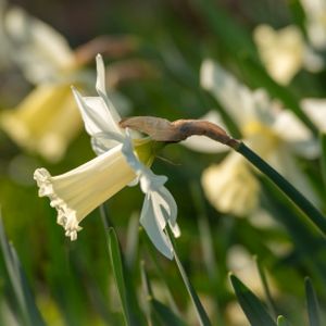 Daffodil Narcissus 'Elka' (9cm Pot)