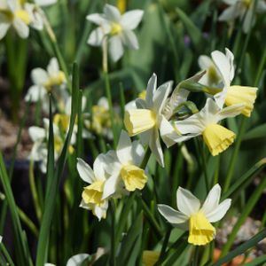 Daffodil Narcissus 'Lemon Sailboat' (9cm Pot)