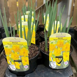 Daffodil Narcissus 'Marie Curie' (9cm Pot)