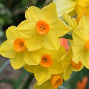 Daffodil Narcissus 'Martinette' (9cm Pot)