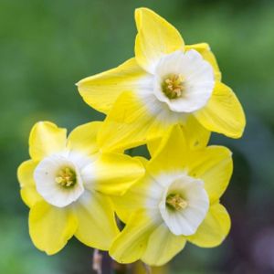 Daffodil Narcissus 'Pipit' (9cm Pot)