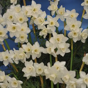 Daffodil Narcissus 'Pueblo' (9cm Pot)