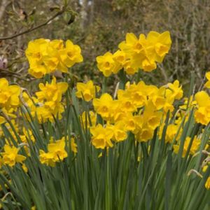 Daffodil Narcissus 'Quail' 1L