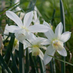 Daffodil Narcissus 'Thalia' (9cm Pot)