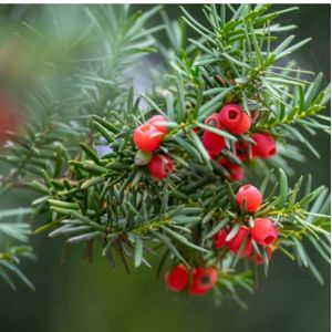 Yew Taxus baccata (AGM) 12L