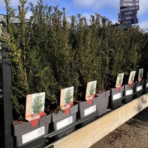 Yew Taxus baccata 1L