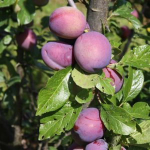 Plum Prunus 'Guinevere' (SJA) Fan 12L