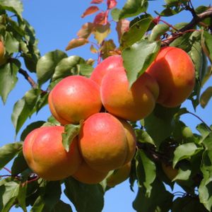 Apricot Prunus 'Bergeval' (SJA) Bush 12L
