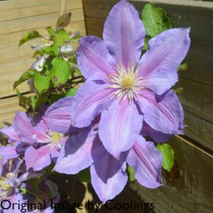 Clematis 'Paola' 2L