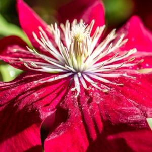 Clematis 'Red Passion' 2L