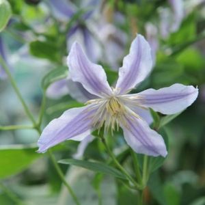 Clematis 'Star River' 2L