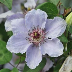 Clematis 'Still Waters' 2L