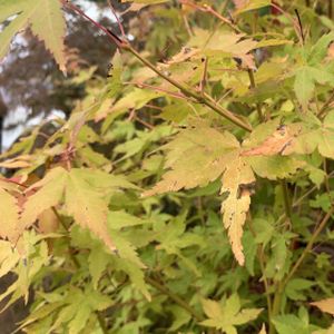 Acer palmatum 'Bi Ho' 50L