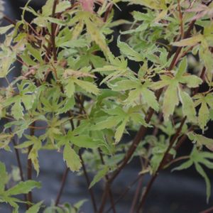 Acer palmatum 'Metamorphosa' 50L