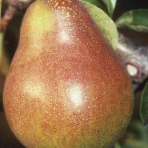 Pear Pyrus 'Doyenne du Comice' (AGM) (Quince A) Maiden 12L