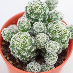 Cactus Mammillaria Gracilis 'Albata' (8.5cm Pot)