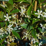 Trachelospermum asiaticum 'Bella' 3L